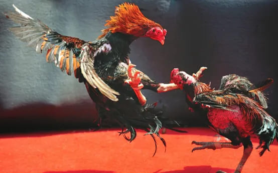 trực tiếp đá gà 99kim